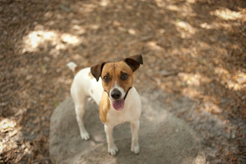 Al Lopez Dog Park preview 7